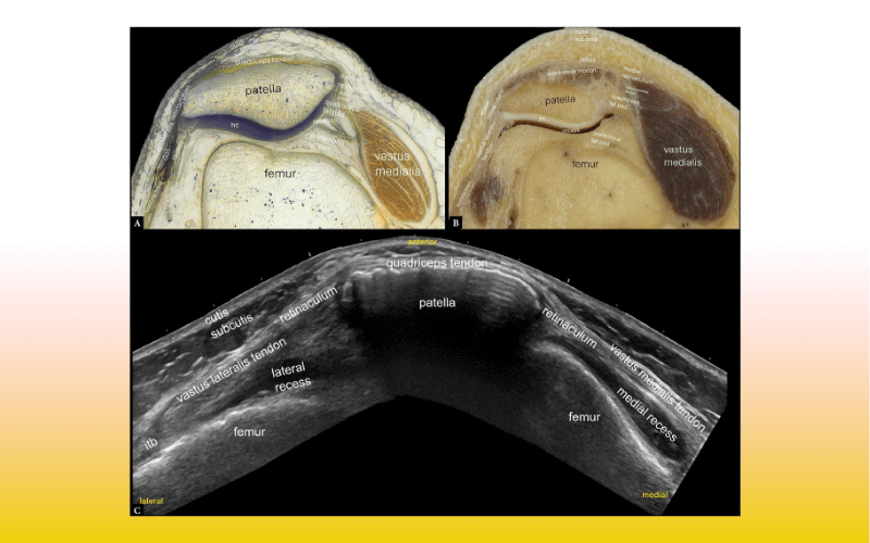 4. Compartimento anterior rodilla tempo formacion.png